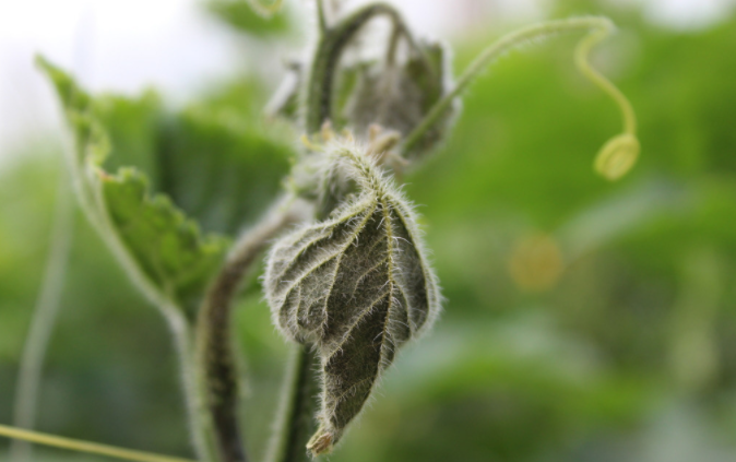 用病毒檢測(cè)儀為植物查明“病因”（植物病害檢測(cè)儀可以檢測(cè)哪些？）